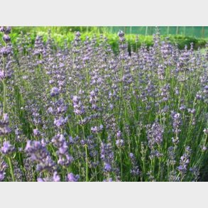 Lavandula angustifolia 'Munstead' - Lavendel