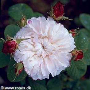 Leda (painted damask)