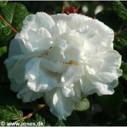 Louise Bugnet (Egen rod)