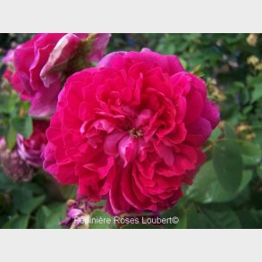 Mme de la Roche Lambert