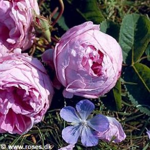 Centifolia Major (rose des peintres)