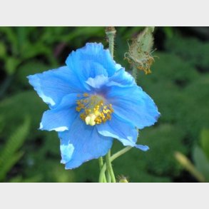 Meconopsis betonicifolia - Valmuesster