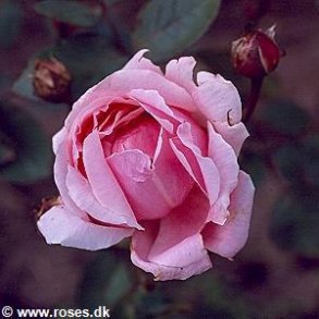 Mme Caroline Testout , Clb.