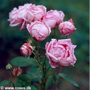 Mme Caroline Testout