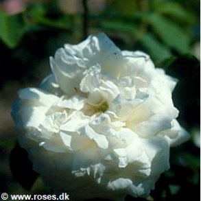 Mme Legras de St. Germain