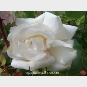 Clmb. Mrs. Herbert Stevens