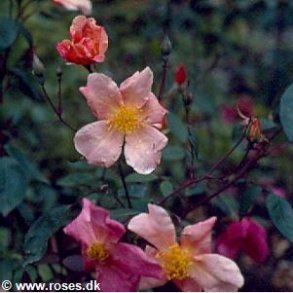 Mutabilis