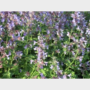 Nepeta faassenii 'Six Hills Giant' - Bl�kant