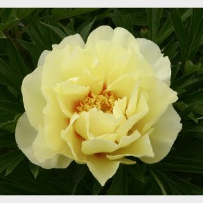 Paeonia itoh hybrid 'Bartzella' - Trpon
