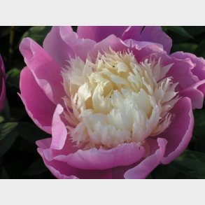 Paeonia lactiflora 'Bowl of Beauty' - Silkepon