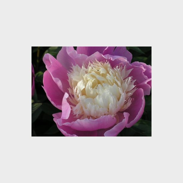 Paeonia lactiflora 'Bowl of Beauty' - Silkepon