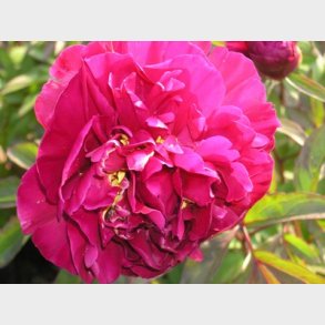 Paeonia lactiflora 'Karl Rosenfield' - Silkep�on