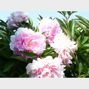 Paeonia lactiflora 'Sarah Bernhardt' - Silkepon