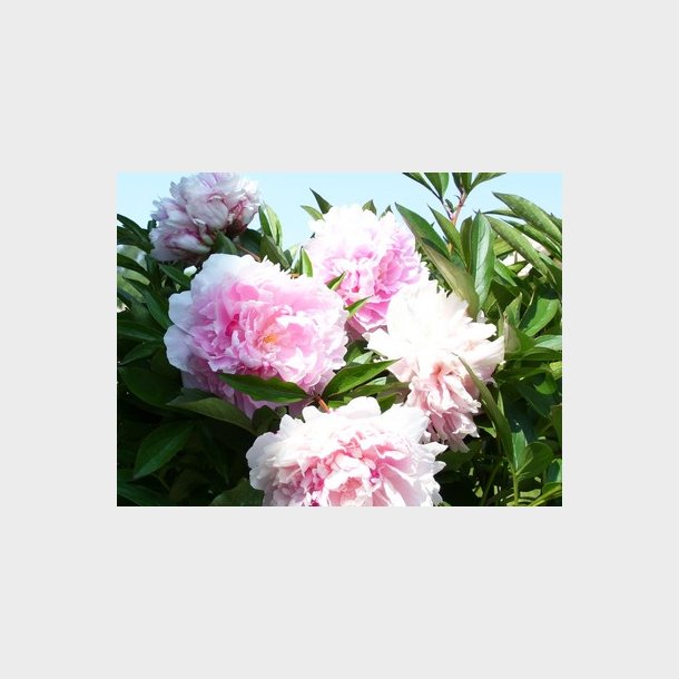Paeonia lactiflora 'Sarah Bernhardt' - Silkepon