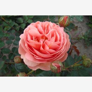 Park Abbey Rose