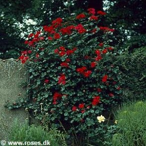 Parkdirektor Riggers