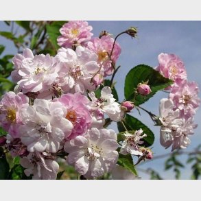 Paul's Himalayan Musk