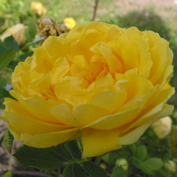 Persian Yellow