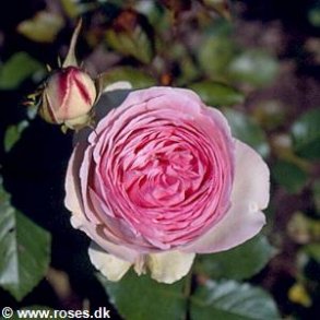 Pierre de Ronsard (Eden Rose, Willestrup.)