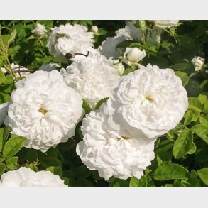 Pompon Blanc parfait