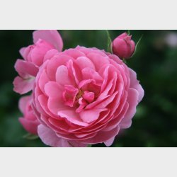 Pomponella  P STAMME 80 cm