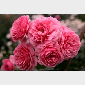 Pomponella (Floribunda)