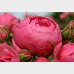 Pomponella  P STAMME 80 cm