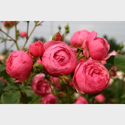 Pomponella  P STAMME 80 cm