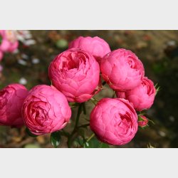 Pomponella  P STAMME 80 cm