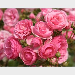 Pomponella  P STAMME 80 cm