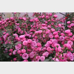 Pomponella  P STAMME 80 cm