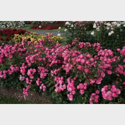 Pomponella  P STAMME 80 cm