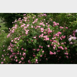 Pomponella  P STAMME 80 cm