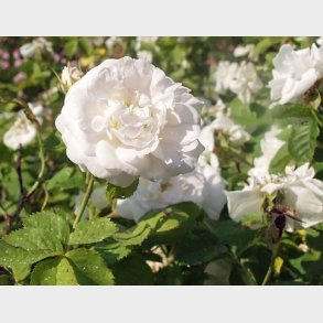 Princesse de Lamballe