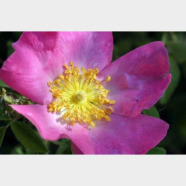 Rosa gallica Pumila