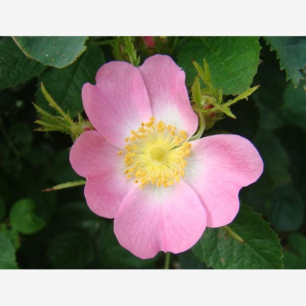 Rosa hibernica