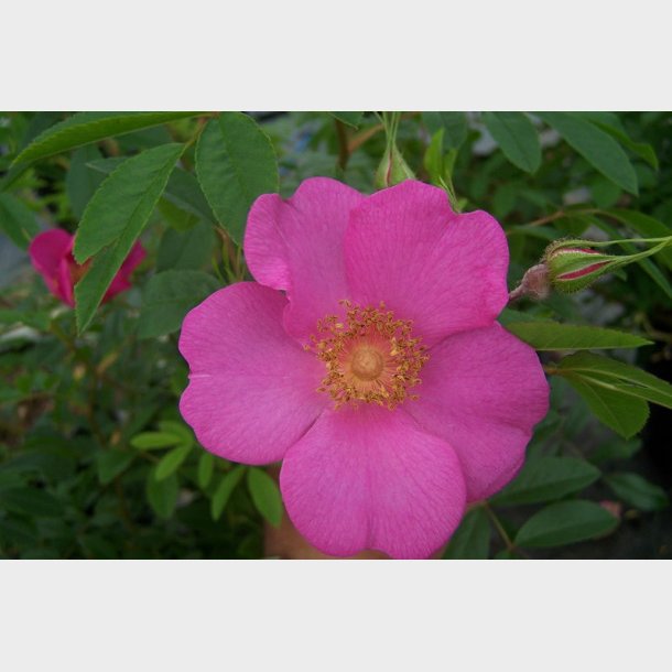 Rosa acicularis