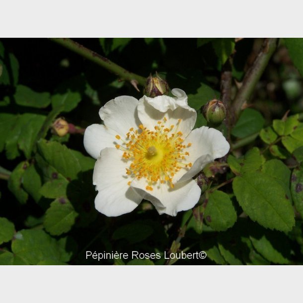 Rosa arvensis