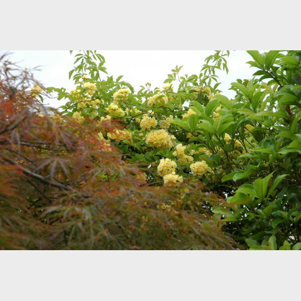 Rosa banksiae lutea plena