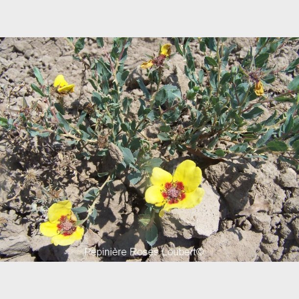 Rosa berberifolia