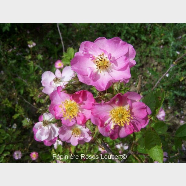 Rosa californica