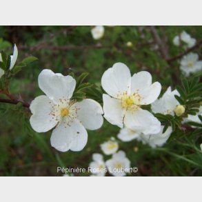Rosa cantabrigiensis