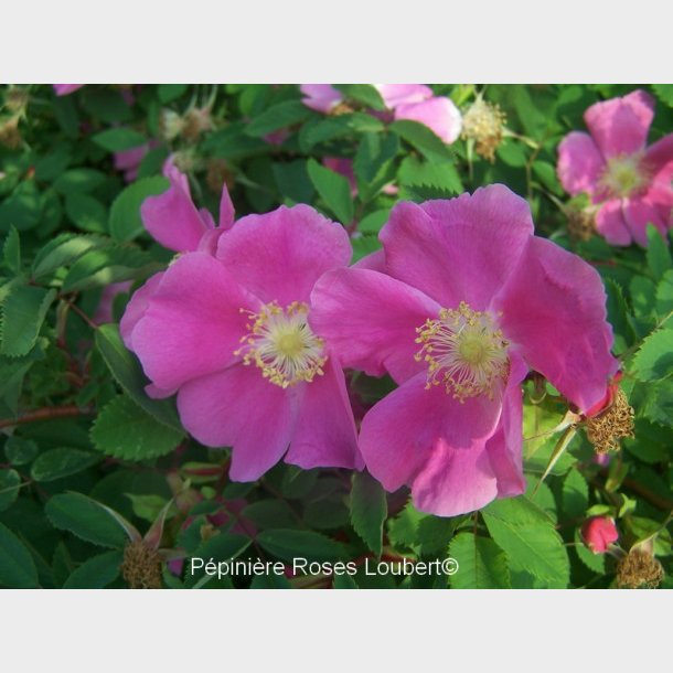 Rosa capreolata