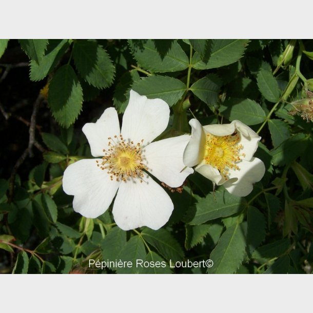 Rosa dumetorum