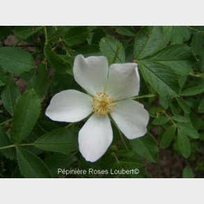 Rosa eliptica