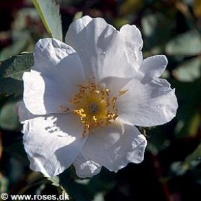 Rosa fedtschenkoana