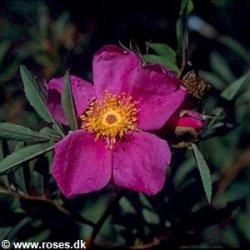 Rosa foliolosa