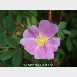 Rosa giraldii