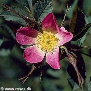 Rosa glauca (Rosa rubrifolia)