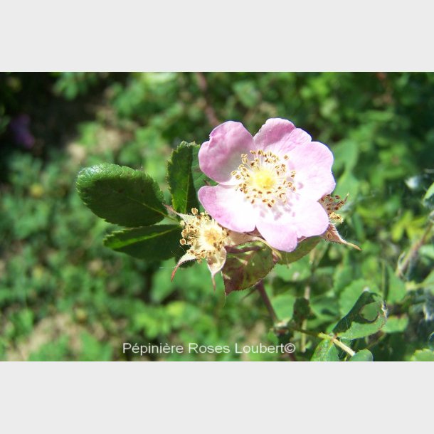 Rosa gymnocarpa